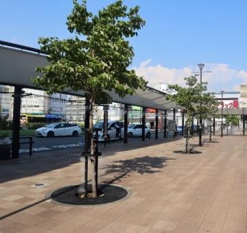 東花園駅前の街路樹支柱